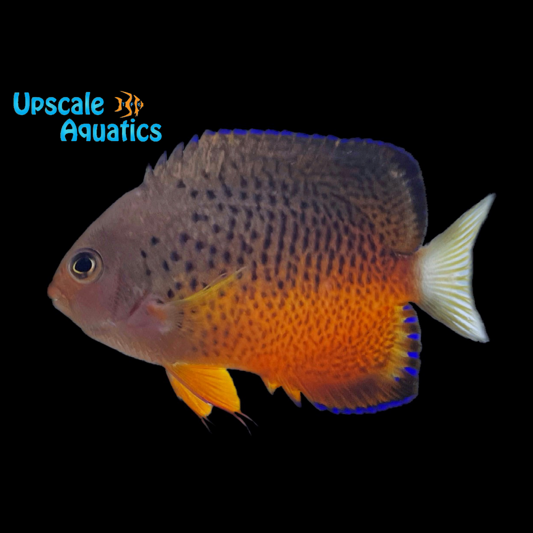 Rusty Angelfish (Centropyge ferrugata)