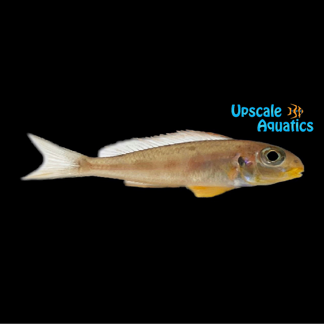 Xenotilapia Flavipinnis 'Nyanza Lac'