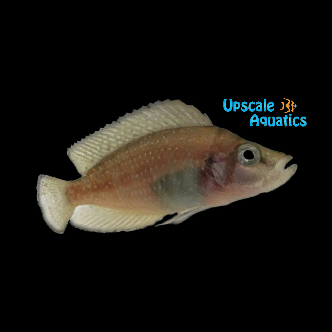 Zebra Kipili Compressiceps (Altolamprologus compressiceps 'Zebra Kipili')