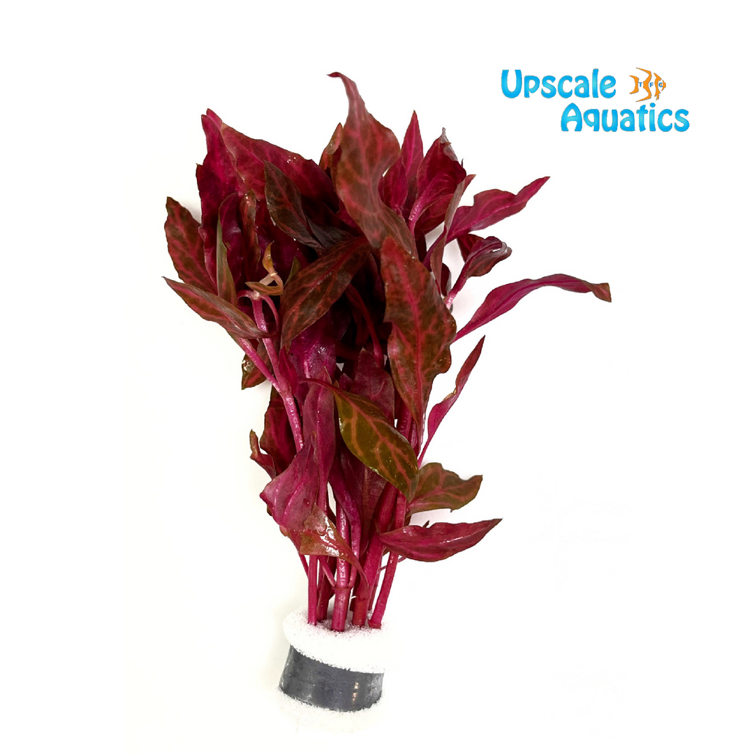 Alternanthera Reineckii 'Rosanervig'