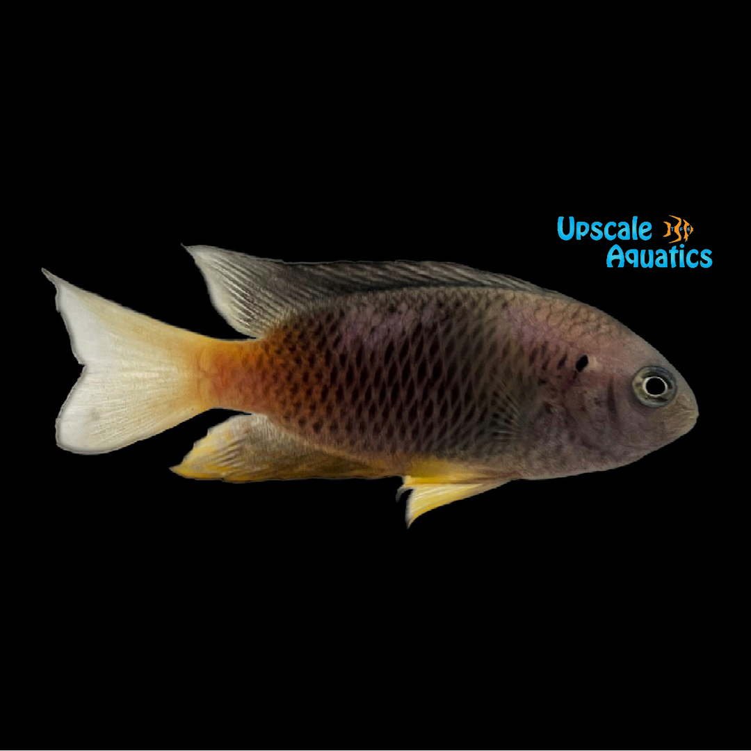 Caerulean Damsel (Pomacentrus caeruleus)
