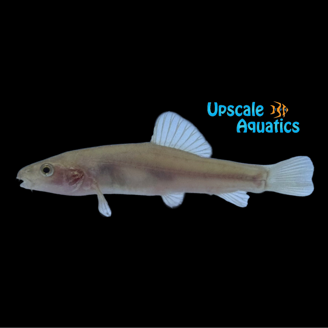 Black Yunnan Loach (Yunnanilus niger)