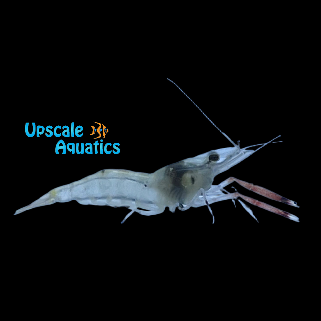 Borneo Red Claw Prawn (Macrobrachium assamense)