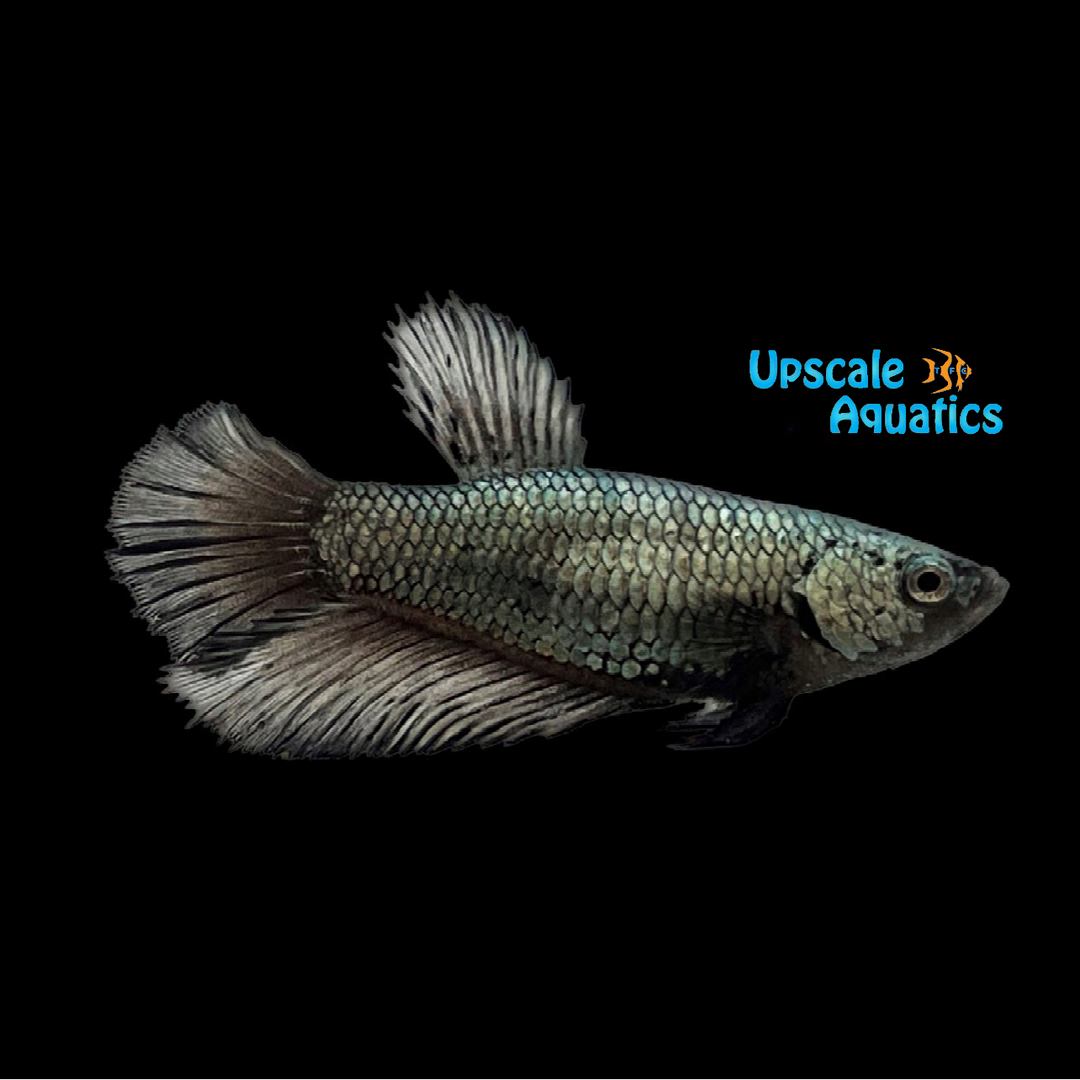 Black Dragon Halfmoon Betta - Female (Betta splendens)