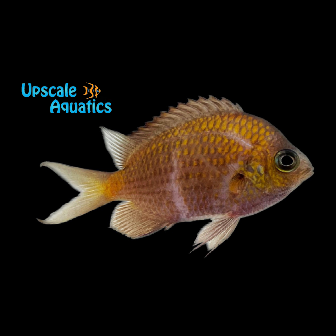 Yellow Speckled Chromis (Chromis alpha)