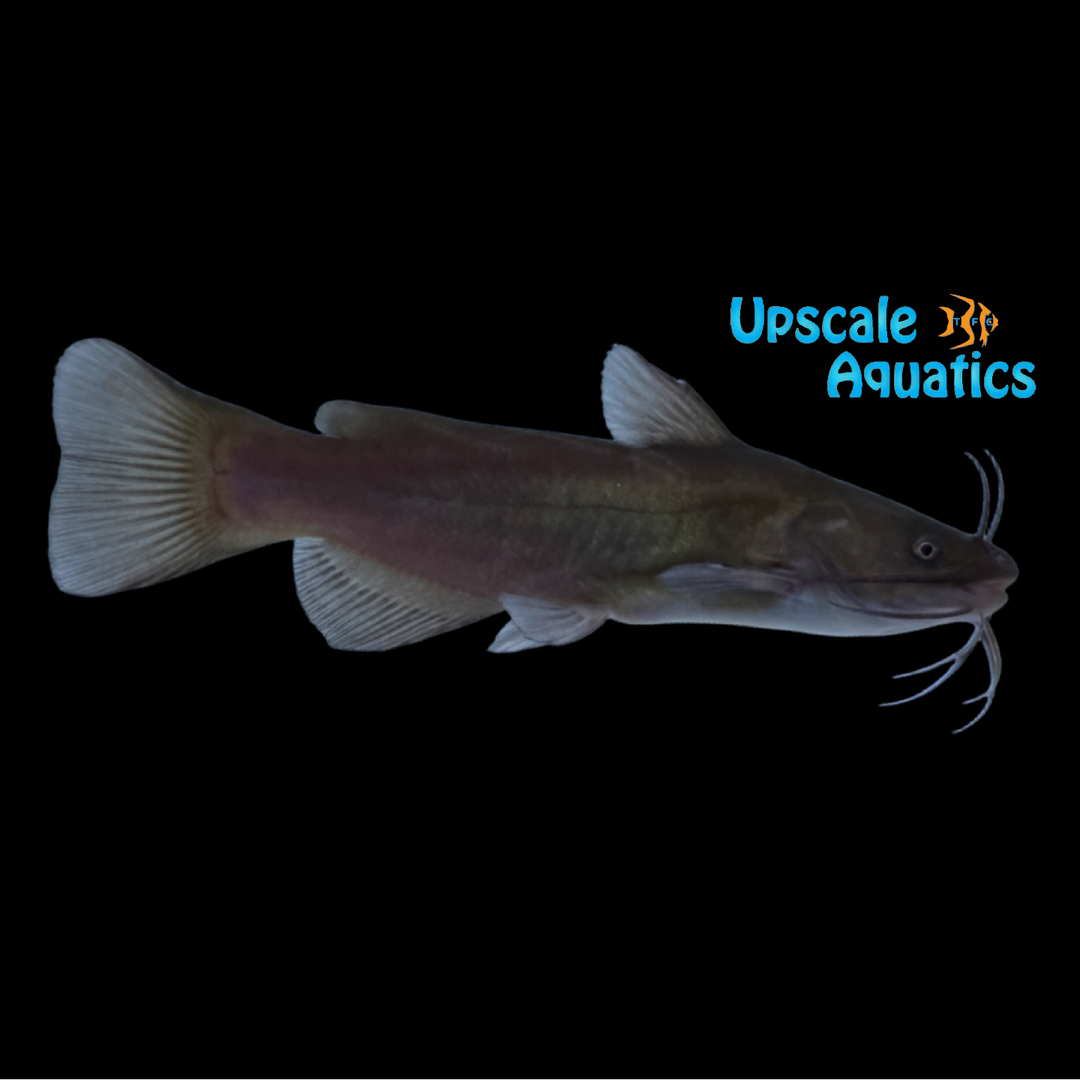 Black Bullhead Catfish (Ameiurus melas)