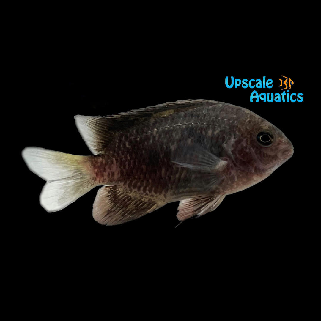 Japanese Gregory Damsel (Stegastes alius)