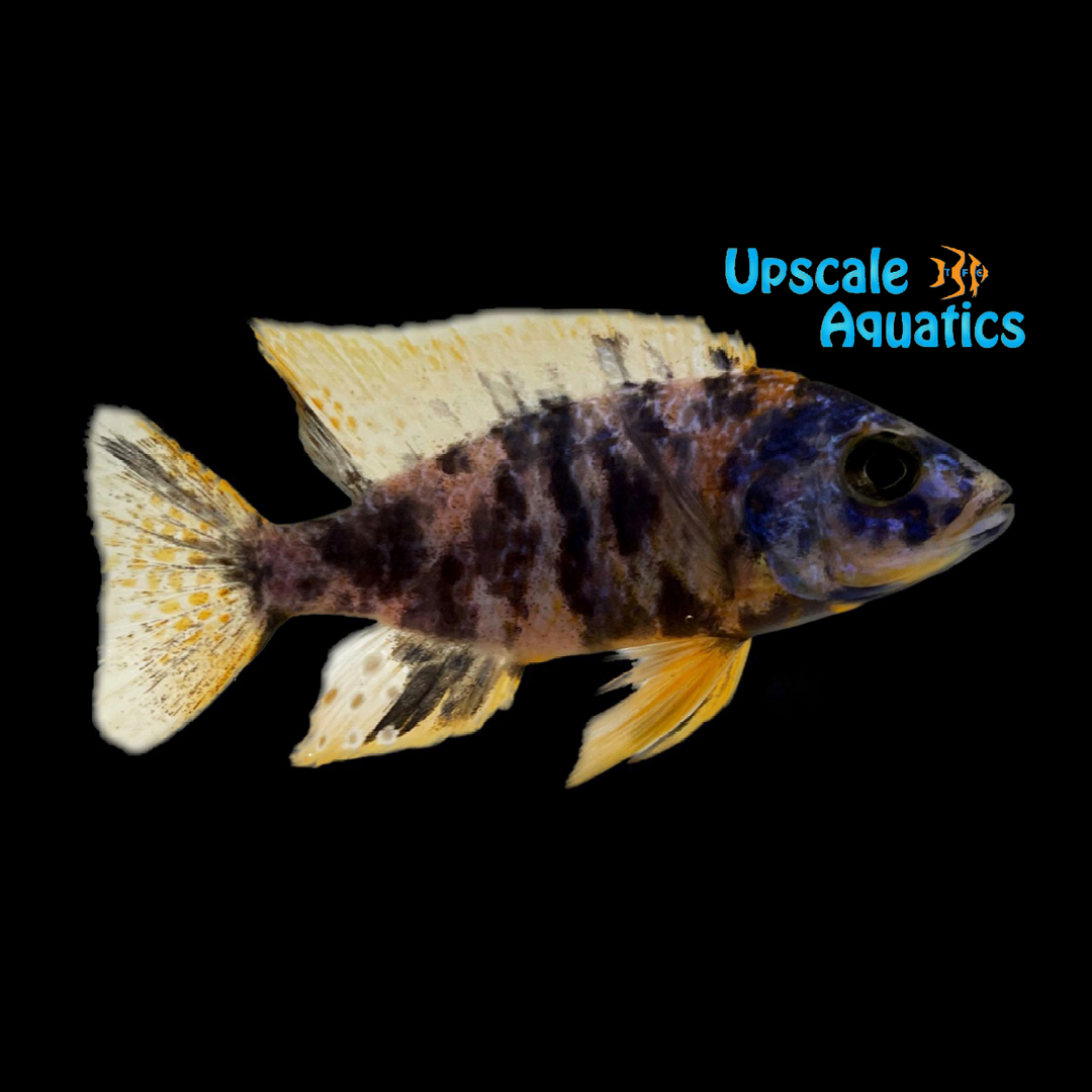 OB Lwanda Peacock Cichlid (Aulonocara sp. lwanda ob)