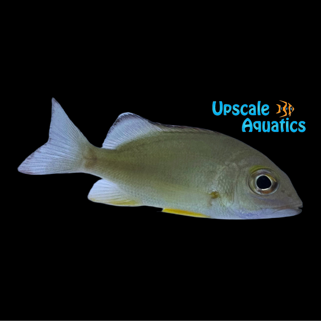 Blacktail Snapper (Lutjanus fulvus)