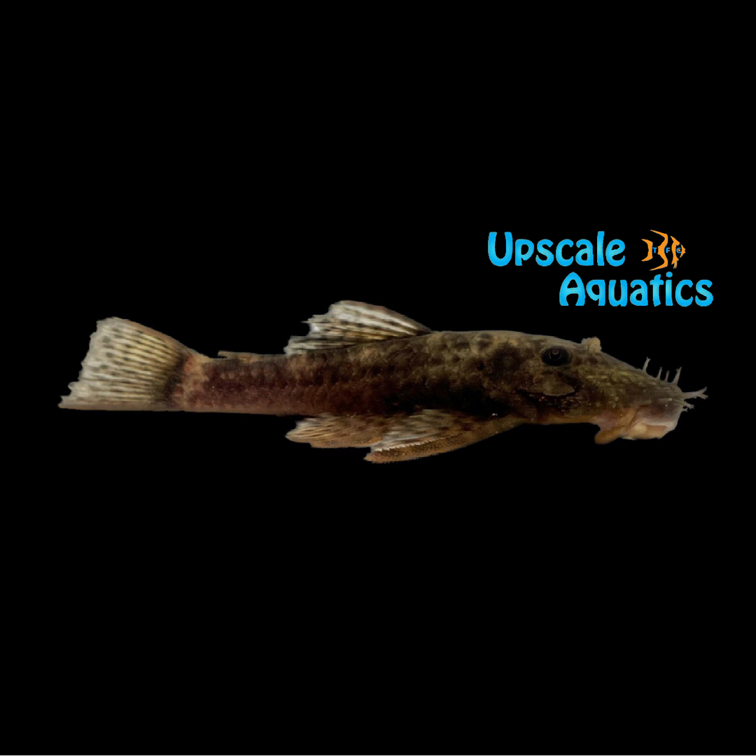 Triradiatus Bristlenose Pleco LDA72 (Ancistrus triradiatus)