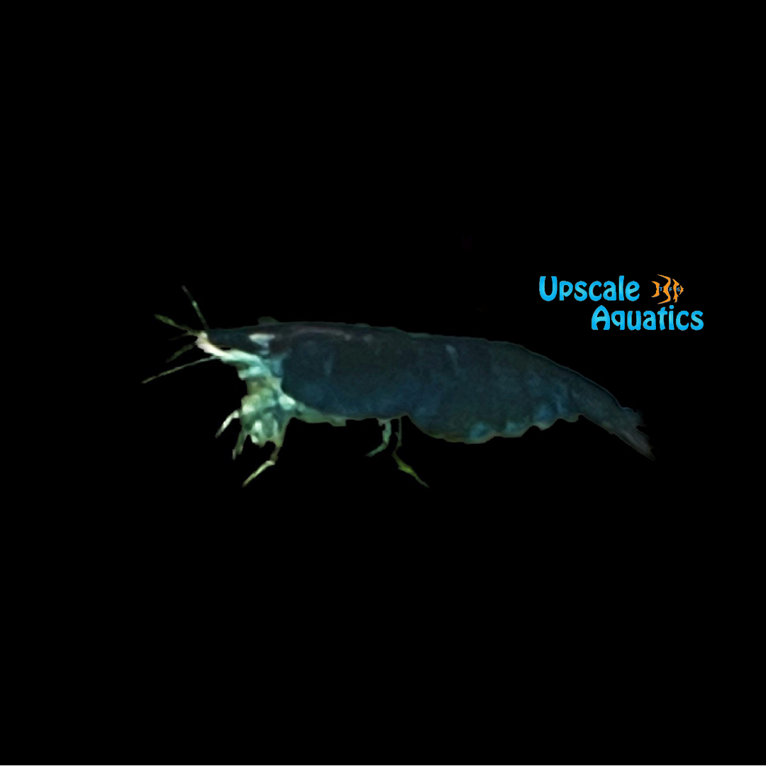 Blue Diamond Shrimp (Neocaridina davidi)