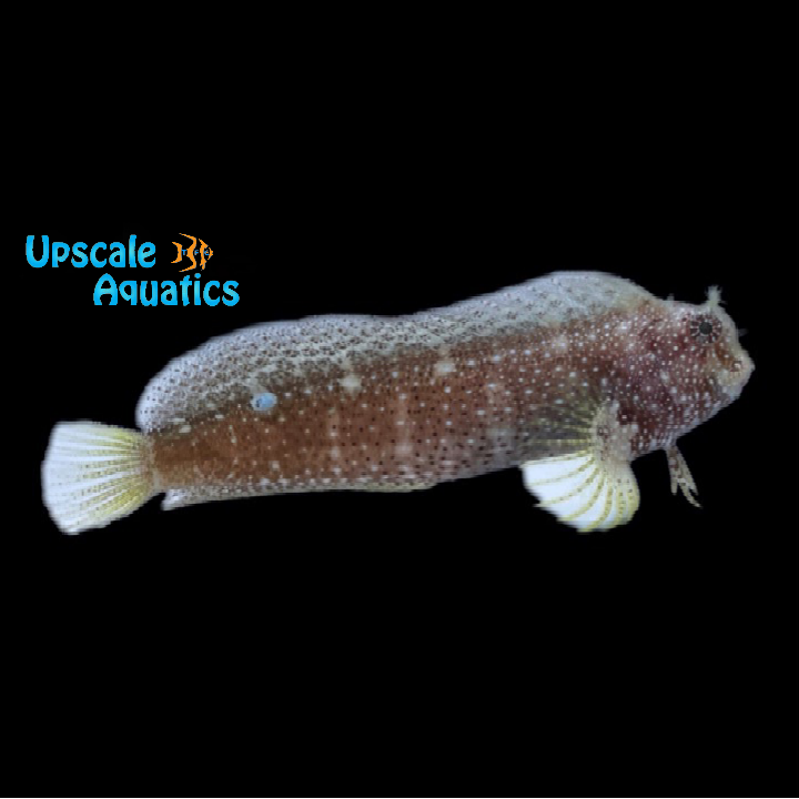 Starry Blenny (Salarias ramosus)