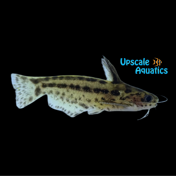 Pygmy Driftwood Catfish (Trachelyichthys exilis)