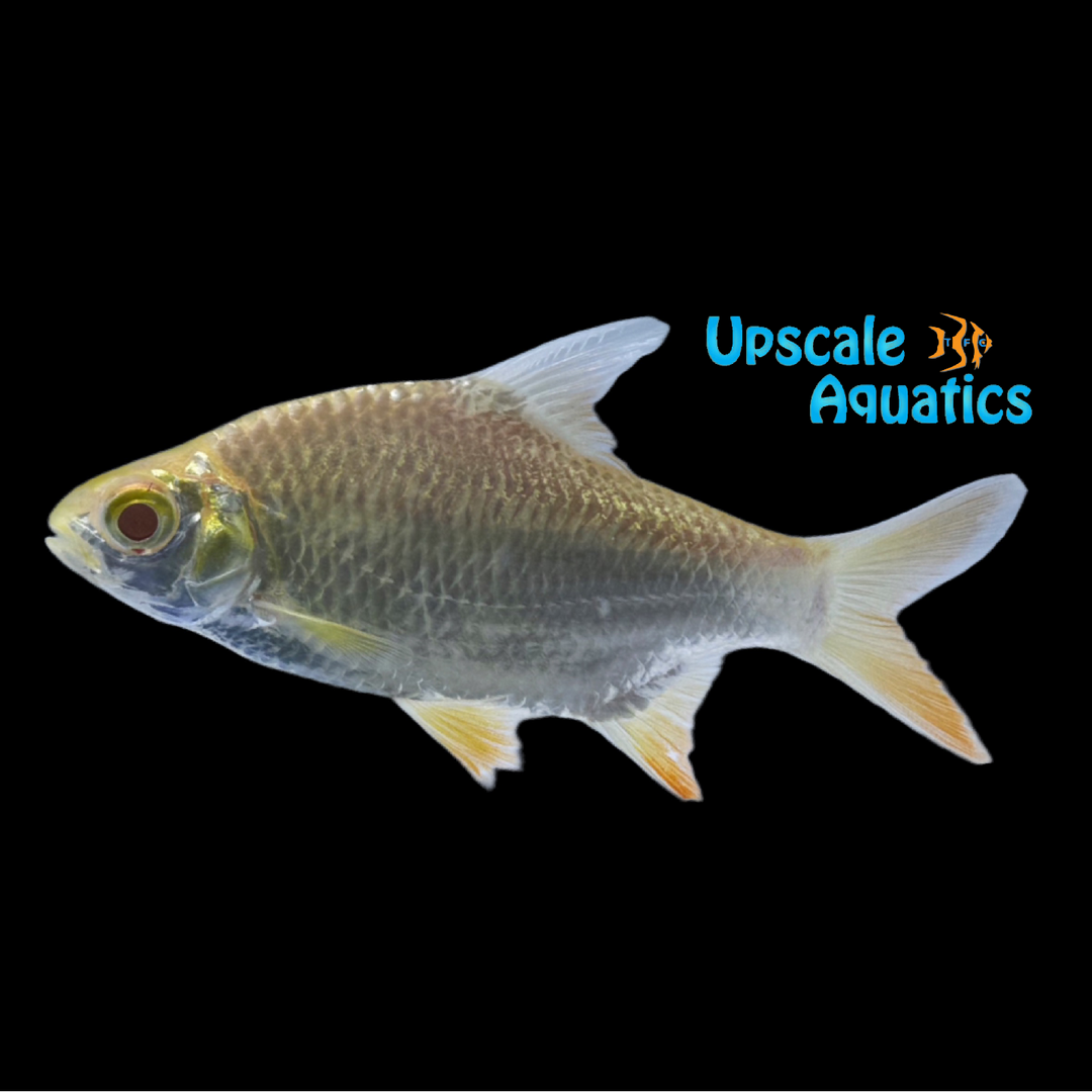 Albino Tinfoil Barb (Barbonymus altus)