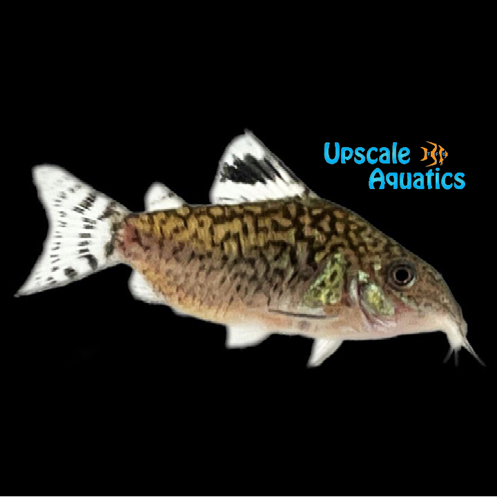Reticulated Cory (Corydoras reticulatus)