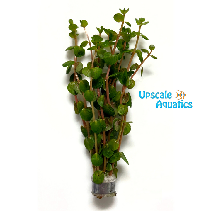 Rotala Indica