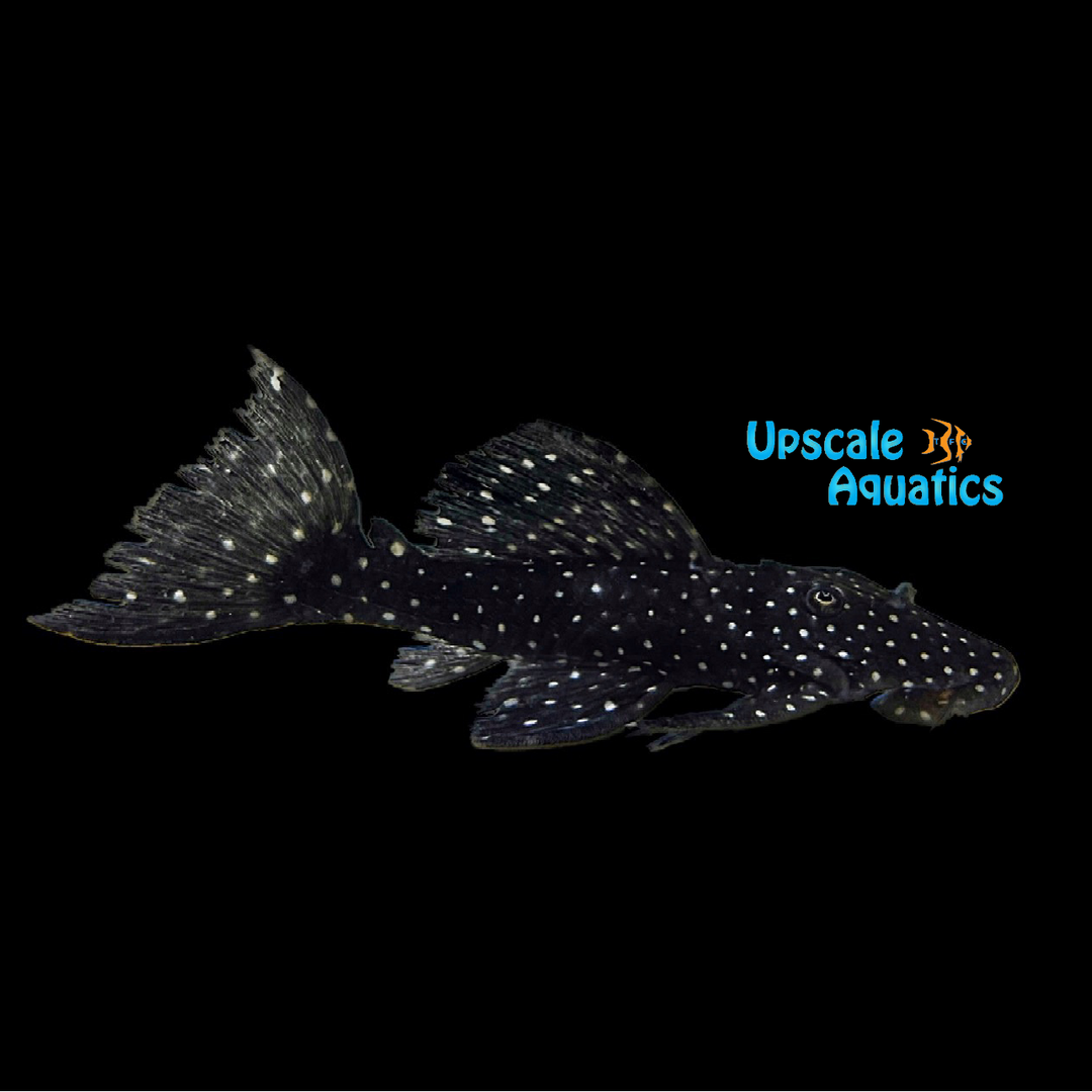 Galaxy Vampire Pleco L241 (Leporacanthicus cf. galaxias L241)