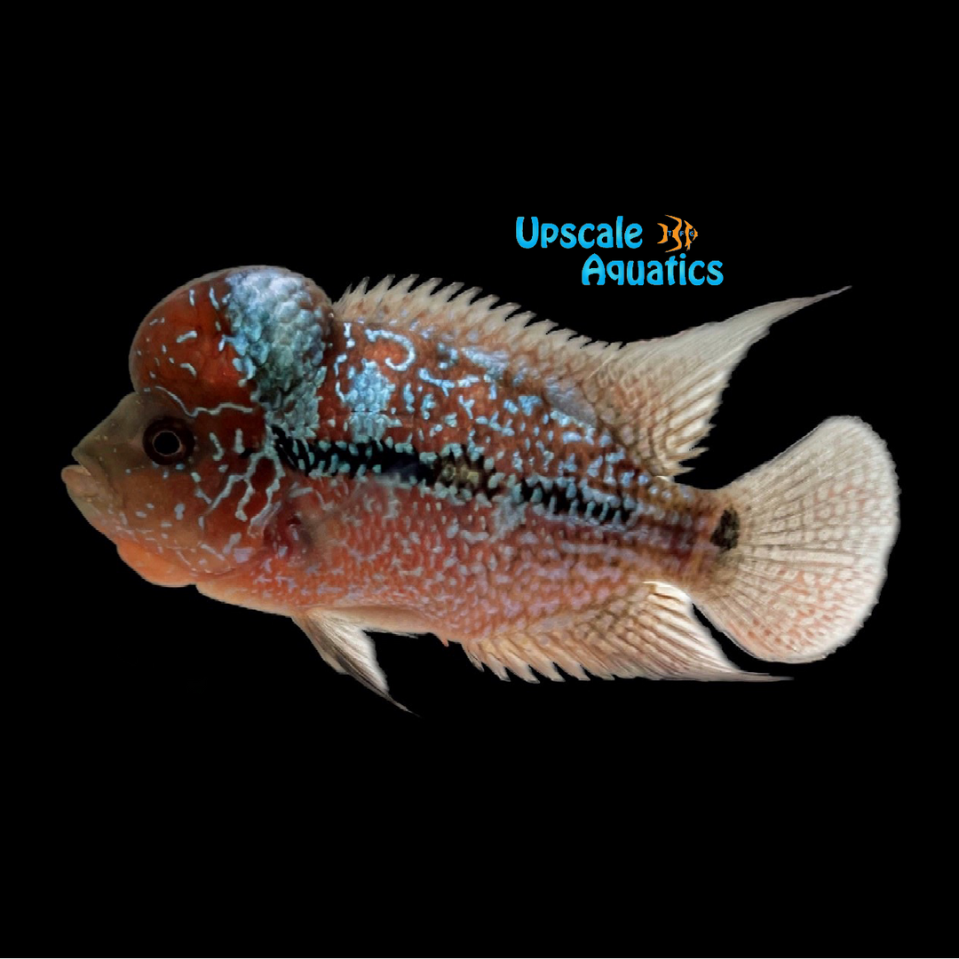 Blue Metallic Red Dragon Flowerhorn (Cichlasoma x)