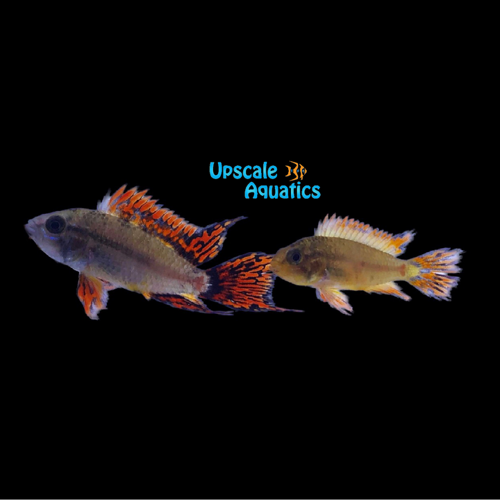 Mega Red Apisto. Cacatuoides (Apistogramma cacatuoides)