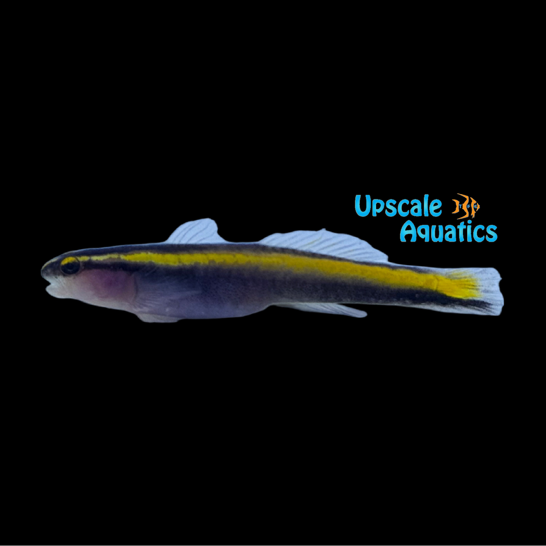 Golden Neon Goby - Captive Bred (Elacatinus sp.)