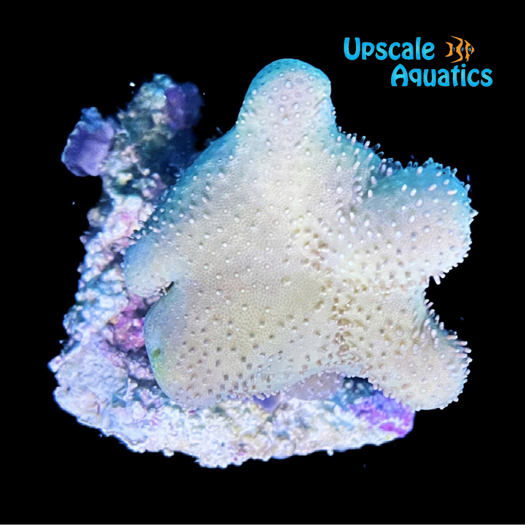 Green Toadstool Leather Coral (Sarcophyton sp.)