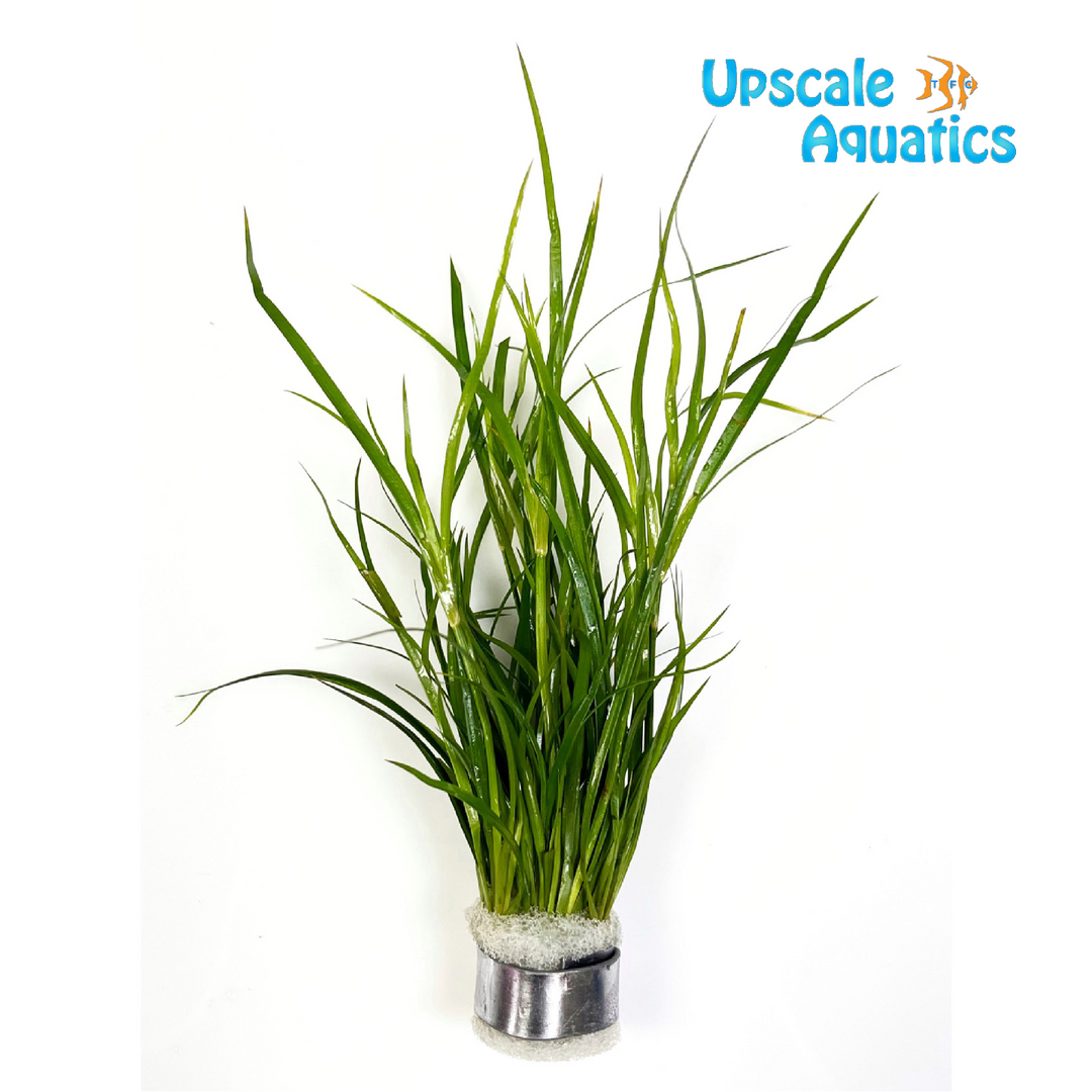 Juncus Repens