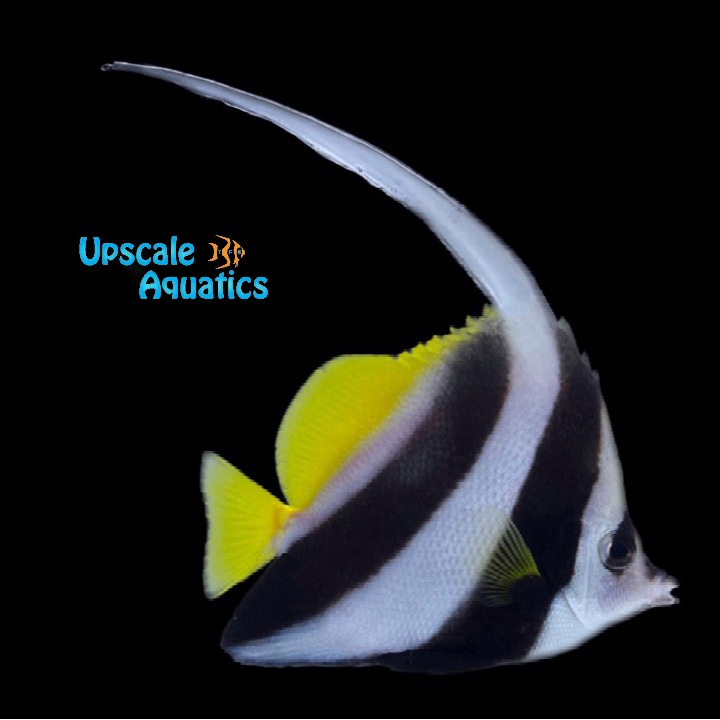 Black & White Heniochus (Heniochus acuminatus)
