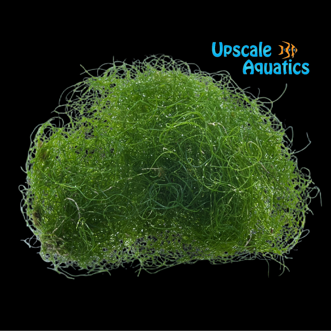 Chaeto Macroalgae (Chaetomorpha linum)