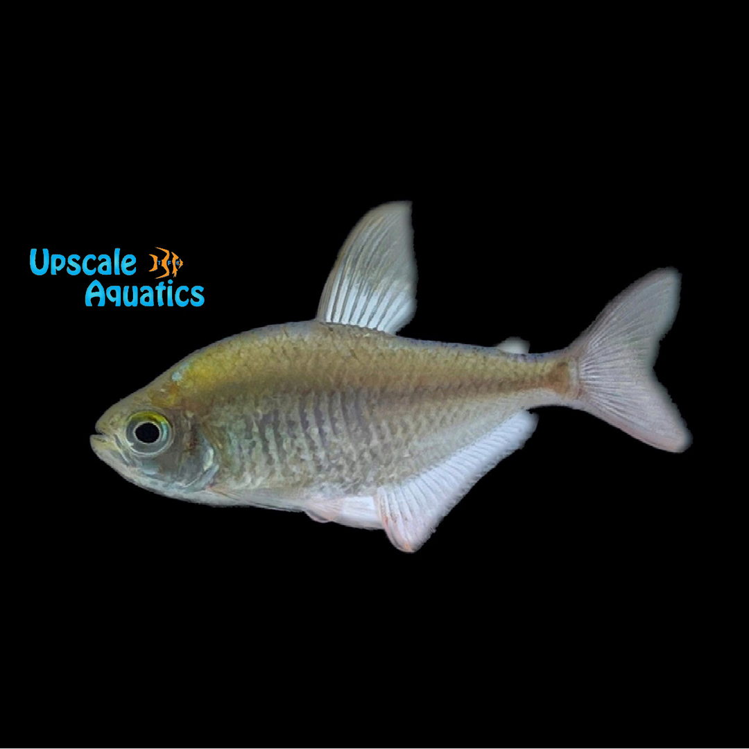 Colombian Tetra (Hyphessobrycon columbianus)