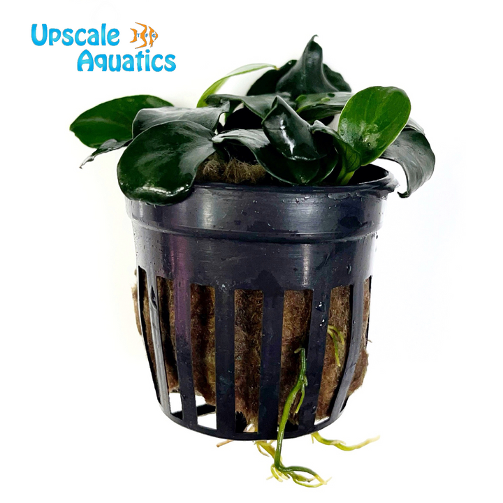Petite Round Anubias (Anubias barteri petite round)