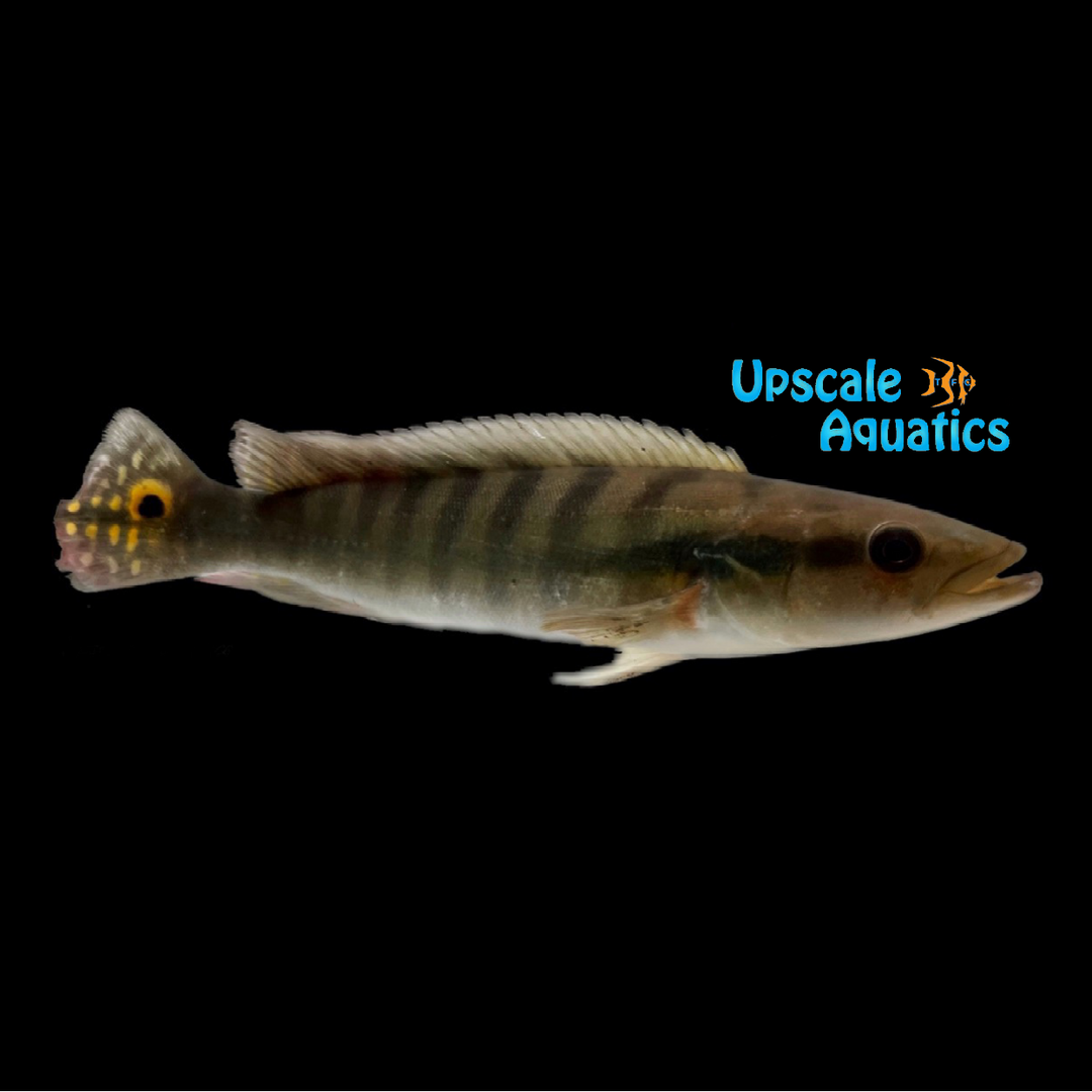 Cincta Pike (Crenicichla cincta)