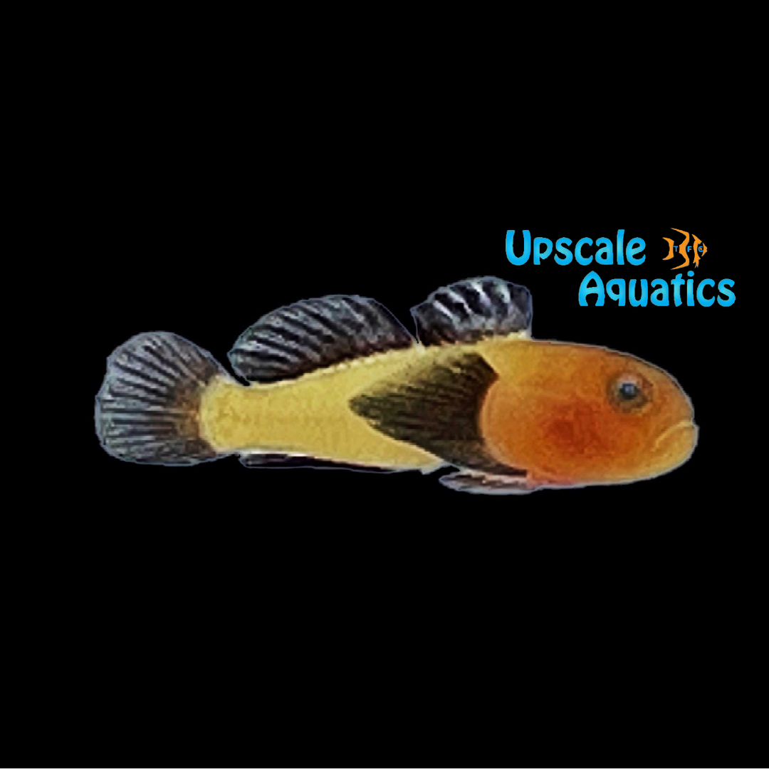 Panda Clown Goby (Paragobius lacunicolus)