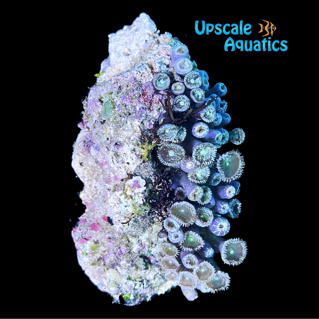 Elegant Moon Polyps (Palythoa sp.)