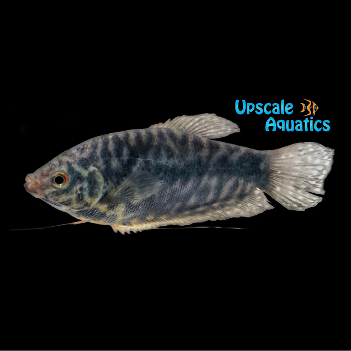 Opaline Gourami (Trichopodus trichopterus)