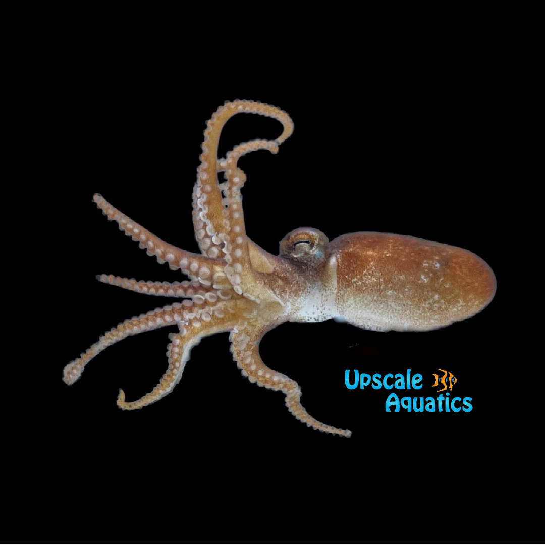 Atlantic Pygmy Octopus (Octopus joubini)