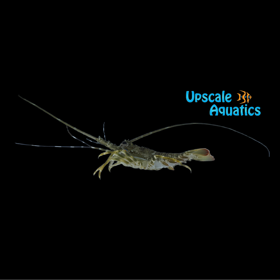 Long Legged Spiny Lobster (Panulirus longipes)