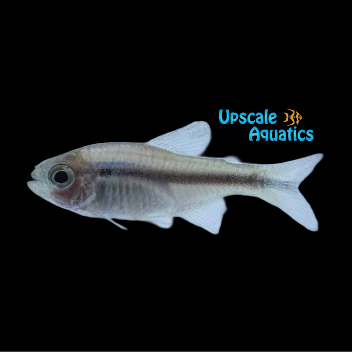 Blue Ribbon Tetra (Hyphessobrycon sp. Imperial Lapis)