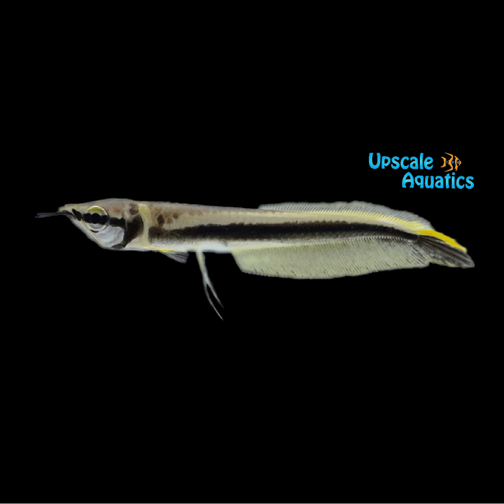 Black Arowana (Osteoglossum ferreirai)