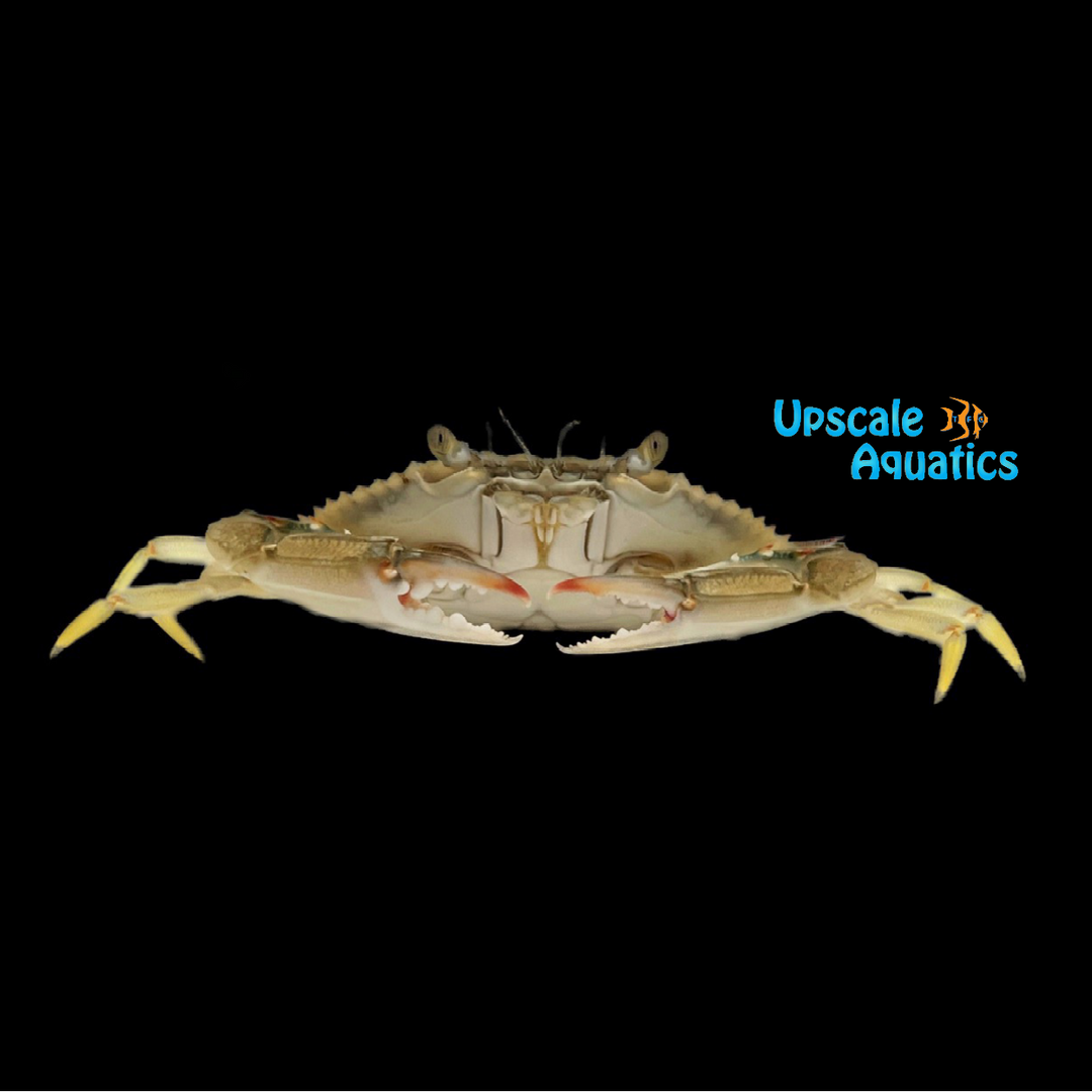 Blue Crab (Callinectes sapidus)