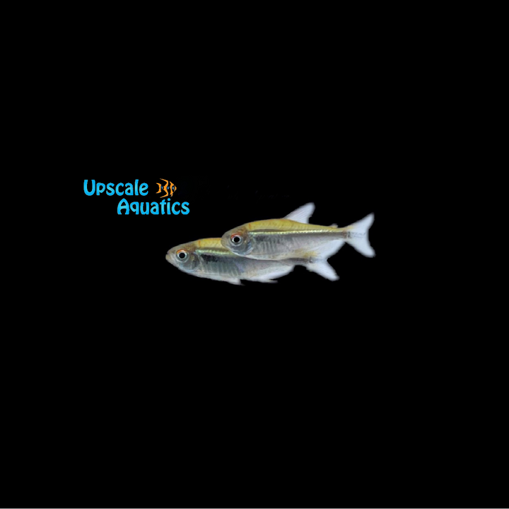 Black Neon Tetra ( Hyphessobrycon herbertaxelrodi)
