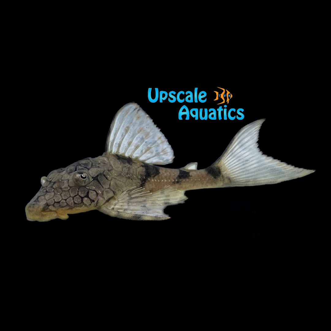 Honeycomb Snakeskin Pleco L037 (Hypostomus faveolus)