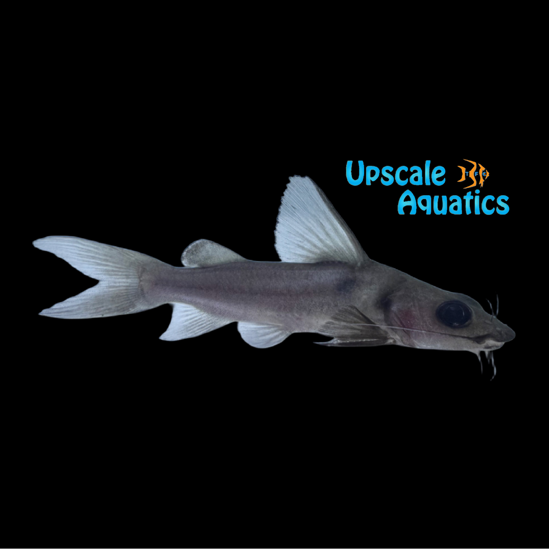 Congo Short-Barbel Catfish (Chrysichthys brevibarbis)