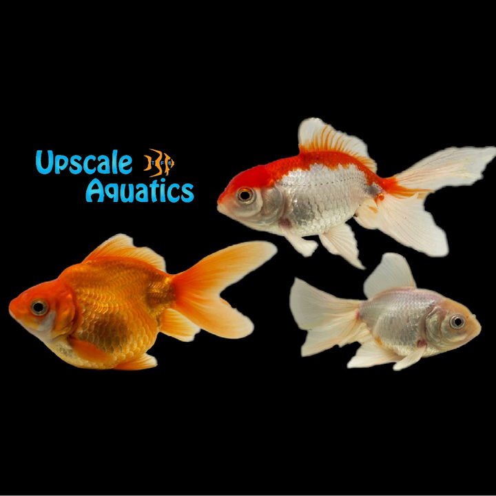 Fancy Fantail Goldfish (Carassius auratus)