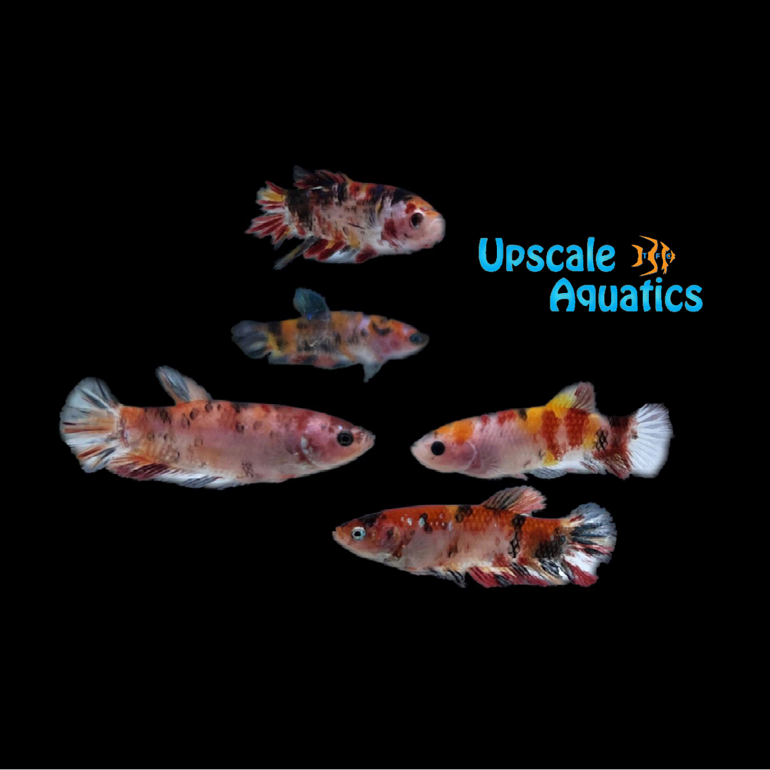 Candy Koi Halfmoon Betta - Female (Betta splendens)