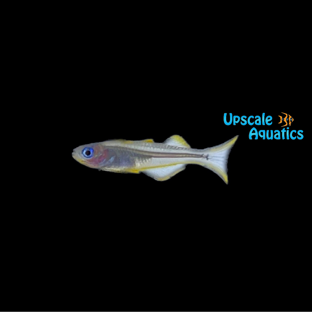 Furcata Rainbowfish (Pseudomugil furcatus)