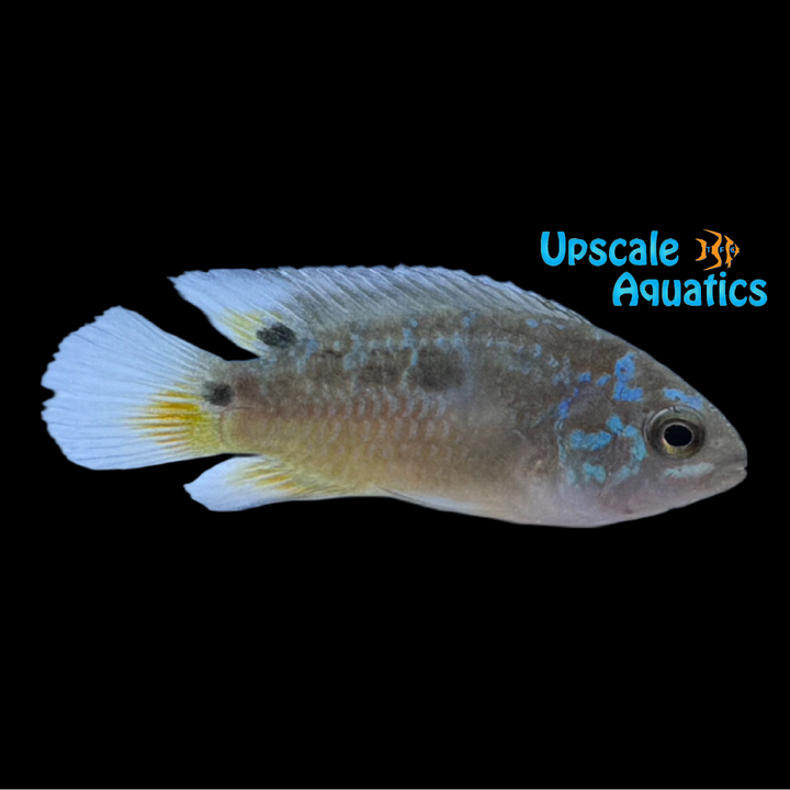 Two Spot Acara Cichlid (Ivanacara bimaculata)