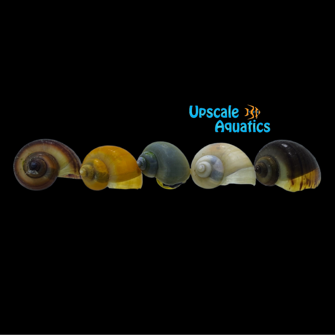 Assorted Mystery Snail (Pomacea bridgesii)
