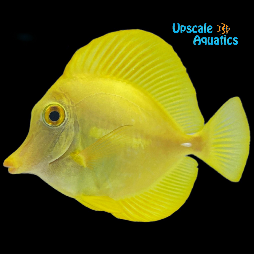 Yellow Tang (Zebrasoma flavescens)