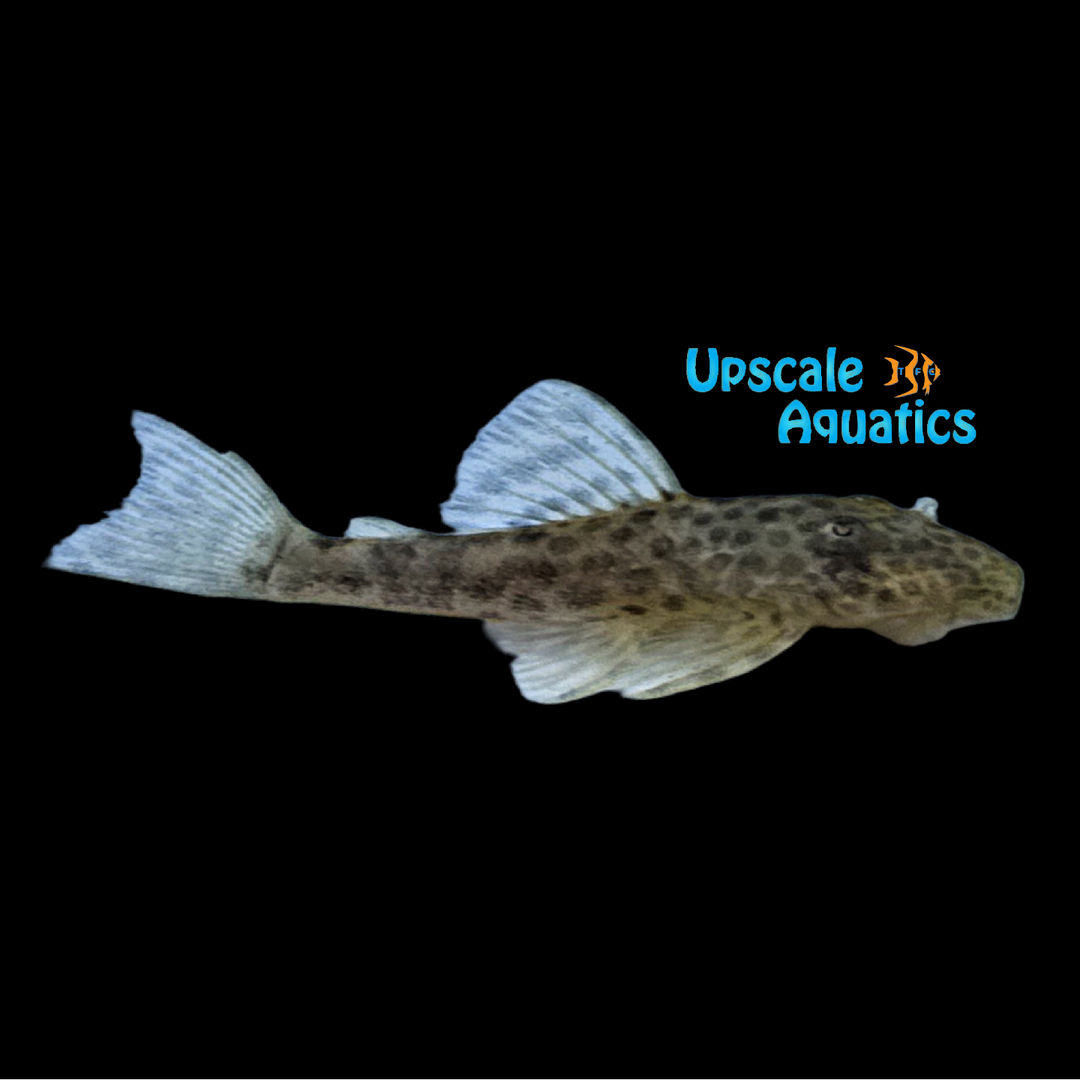 Jaguar Pleco (Hypostomus jaguar)
