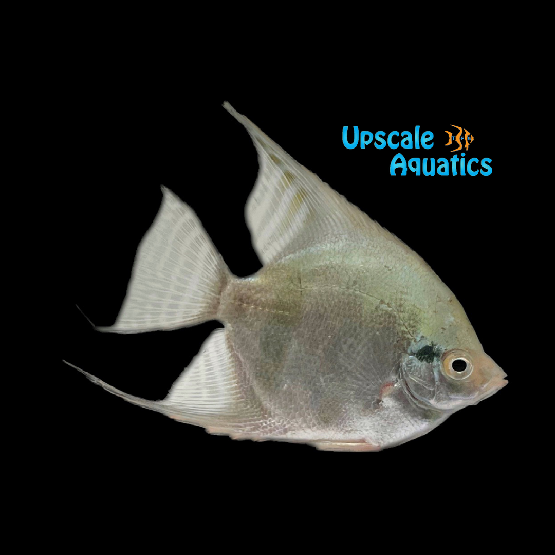 Israeli Green Angelfish (Pterophyllum scalare)
